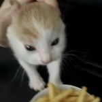 小鲤猫子