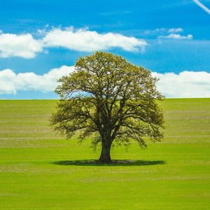 欲成大树不与草争