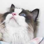 今日益
