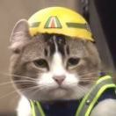 约瑟夫尼古拉斯黄