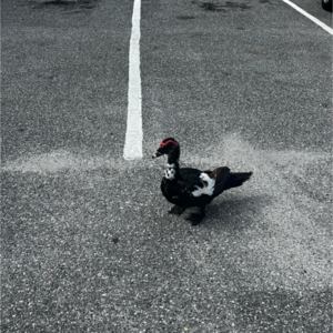 EP010 纳尼？在美国当教授也要受气吗