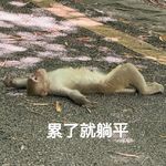 琳达麦麦
