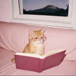 一只猫zZ