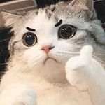 杏皮茶