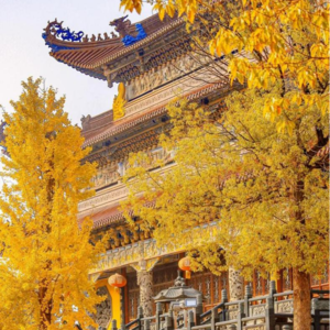 朗诵合辑-北陀寺的风