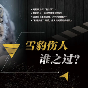 第116：雪豹伤人，谁之过？
