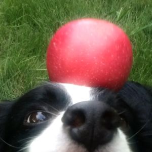 苹苹果果苹果一颗