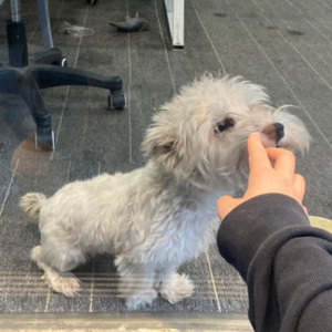 vol.1 你好，交个朋友吧！| 像蚂蚁探索大树一样探索自己的内心