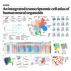 854-The Human Neural Organoid Cell Atlas