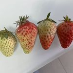 它不认识我
