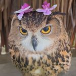 猫抓着不放
