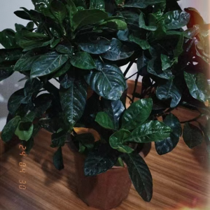 VOL91.四月最后一天，侯导写完了《饮食男女》的电影评论。