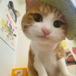 花椒ll