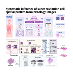 526-HistoCell:从病理图像直接推断单核级超分辨细胞空间图谱