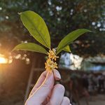 胜利主义成宝拉