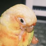clickChirp