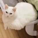 White_7PLy