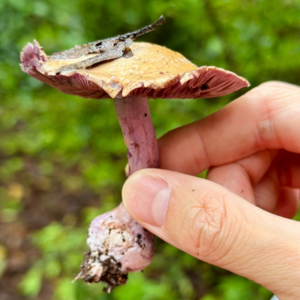 05｜野生菌特辑：无菌子，不云南！有鸡㙡，有腾冲！