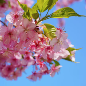 051-📖欲望的根源是什么？