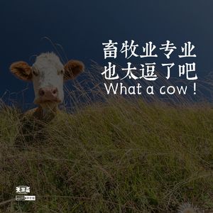 vol.264 畜牧业专业也太逗了吧！