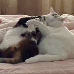 漸進有两只猫猫