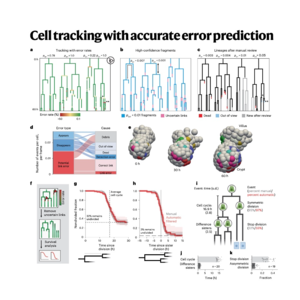 213-OrganoidTracker 2.0: Cell Tracking with Error Prediction