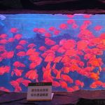 一锭赤糅
