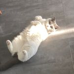 OpheliaCc_