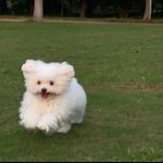 给阿姨倒杯卡布基诺