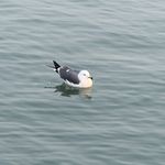 鳐鱼999