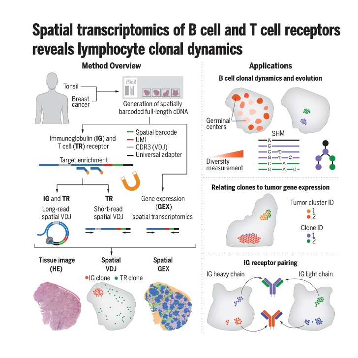 862-Spatial VDJ: Mapping Lymphocyte Clonal Dynamics episode artwork