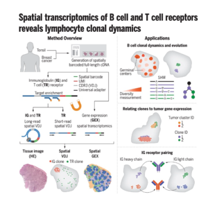 862-Spatial VDJ: Mapping Lymphocyte Clonal Dynamics