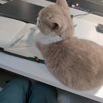 猫咪也是小脑斧