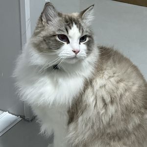 podcaster-avatar