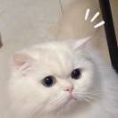 小毛康