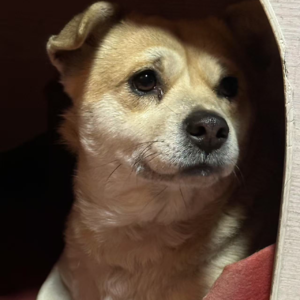 谨此献给赵朔的猫,我的狗和硬骨头的鸡
