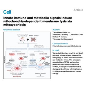 326-mTOR Regulation of Cytoskeleton Drives Mitoxyperilysis