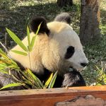 呦呦鹿鸣111