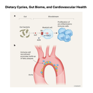 024-Dietary Cycles, Gut Biome, and Cardiovascular Health