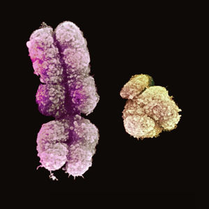 不同地域女性的性格差异，本质到底是什么？