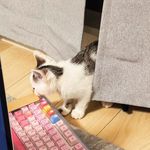 Maomao锚锚