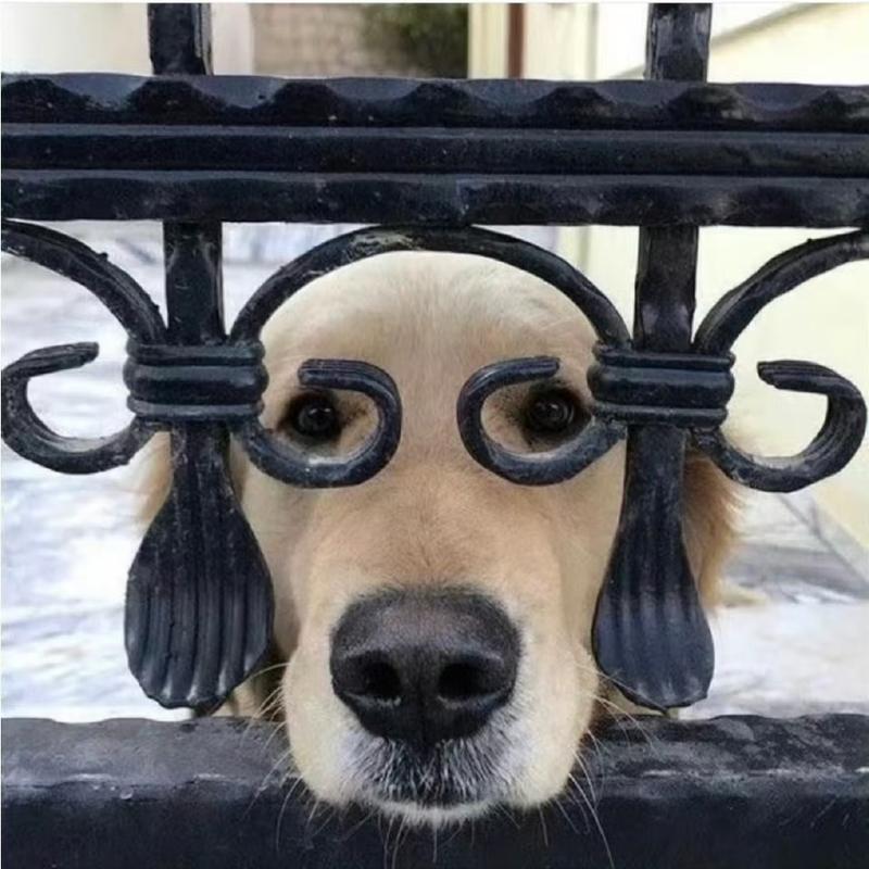 不浓眉也不大眼