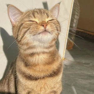 13.幸福钝感自救指南：如何偷建一座情绪发电站