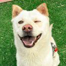 地瓜快到碗里来