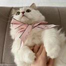 __hanqi