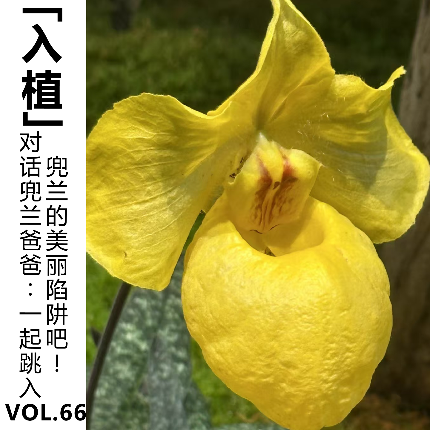 cover of episode Vol.66【入植】对话兜兰爸爸：一起跳入兜兰的美丽陷阱吧！