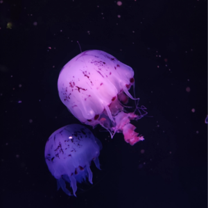 玄学夜话011｜算命，玄学命理行业的剖析