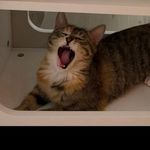 奇奇是只猫