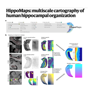 224-HippoMaps: Cartography of Human Hippocampal Organization
