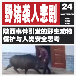 Vol.105 野猪袭人悲剧:陕西事件引发的野生动物保护与人类安全思考